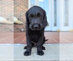 Small Photo #2 Double Doodle Puppy For Sale in VALDESE, NC, USA