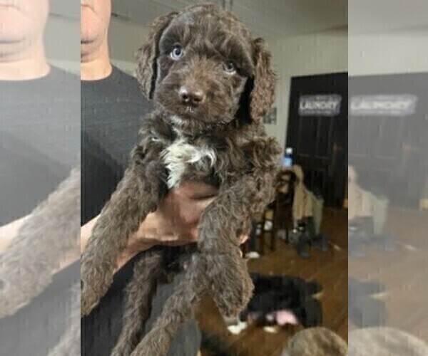 Medium Photo #1 Aussiedoodle Puppy For Sale in LEXINGTON, GA, USA