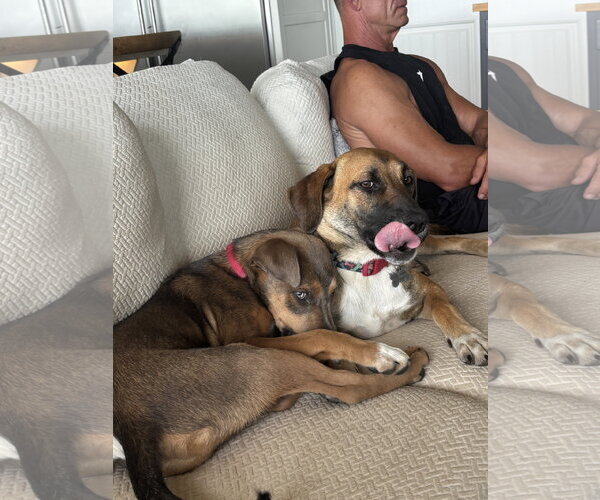 Medium Photo #6 Black Mouth Cur-German Shepherd Dog Mix Puppy For Sale in Wakefield, RI, USA