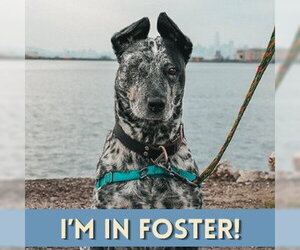 Mutt Dogs for adoption in Alameda, CA, USA