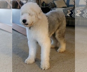 Father of the Old English Sheepdog puppies born on 01/02/2020