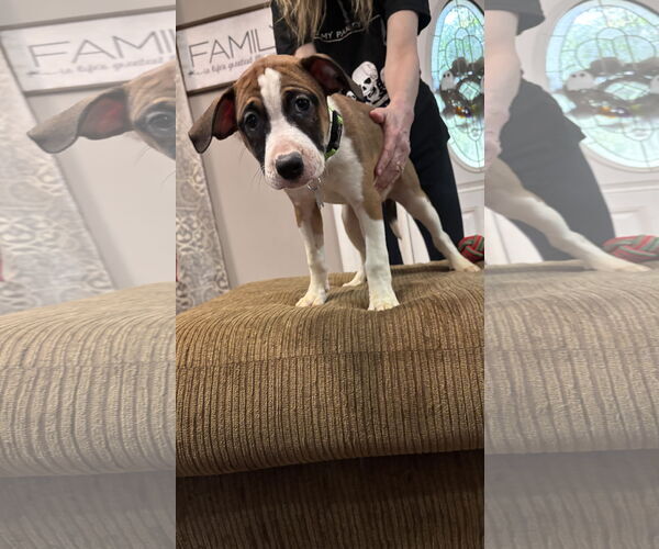 Medium Photo #7 Great Dane-Unknown Mix Puppy For Sale in Holly Springs, NC, USA
