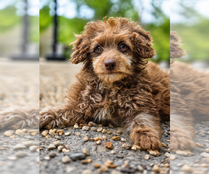 Goldendoodle (Miniature) Puppy for sale in KEENE, NH, USA