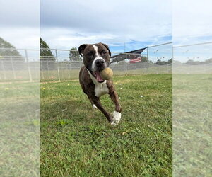 Kilo - Male American Staffordshire Terrier-Unknown Mix Dog for Adoption - Photo #2