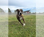 Small #1 American Staffordshire Terrier Mix