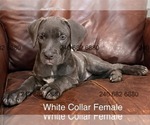 Small Photo #31 Cane Corso Puppy For Sale in LA PLATA, MD, USA