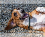 Small #4 Basset Hound Mix