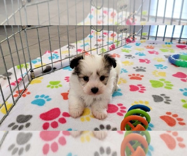 Medium Photo #11 Papitese Puppy For Sale in ORO VALLEY, AZ, USA