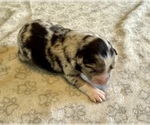 Small Photo #9 Australian Shepherd Puppy For Sale in SALISBURY, NC, USA