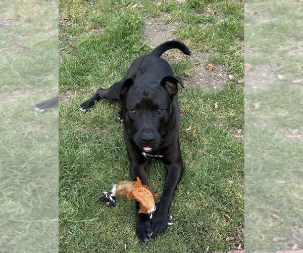 Medium Photo #3 Labrador Retriever-Unknown Mix Puppy For Sale in Studio City, CA, USA