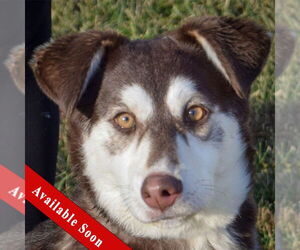 Siberian Husky Dogs for adoption in Huntley, IL, USA