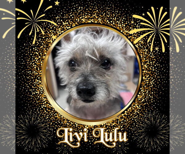 Medium Photo #2 Mutt Puppy For Sale in San Antonio, TX, USA