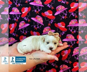 Morkie Puppy for sale in WINNSBORO, LA, USA