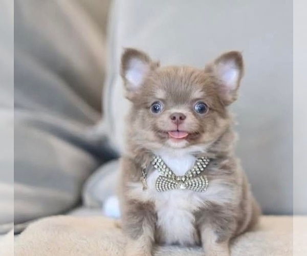 Medium Photo #1 Chihuahua Puppy For Sale in BULLARD, TX, USA