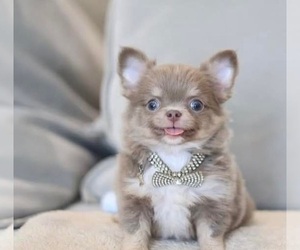 Chihuahua Puppy for sale in BULLARD, TX, USA