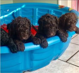 Labradoodle Puppy for sale in CISCO, TX, USA