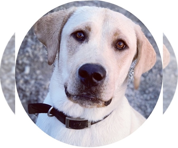 Medium Photo #1 Labrador Retriever Puppy For Sale in CARMICHAEL, CA, USA