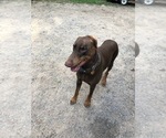 Small Photo #11 American Pit Bull Terrier-Doberman Pinscher Mix Puppy For Sale in HAYESVILLE, NC, USA