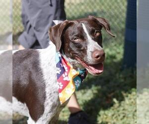 German Shorthaired Pointer Dogs for adoption in San Antonio, TX, USA