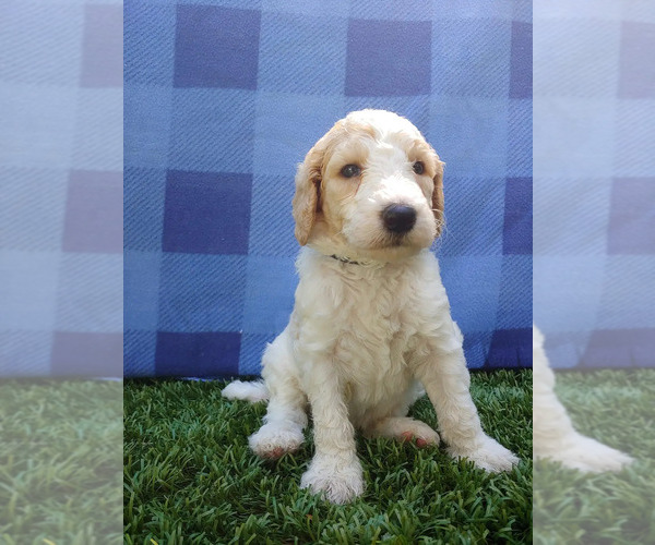 Medium Photo #1 Goldendoodle-Poodle (Standard) Mix Puppy For Sale in GAINESVILLE, FL, USA