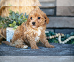 Small Photo #20 Poovanese Puppy For Sale in SUGARCREEK, OH, USA