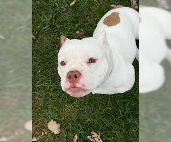 Medium Photo #14 Bulldog-Unknown Mix Puppy For Sale in Crete, IL, USA