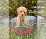 Small #1 Cockapoo