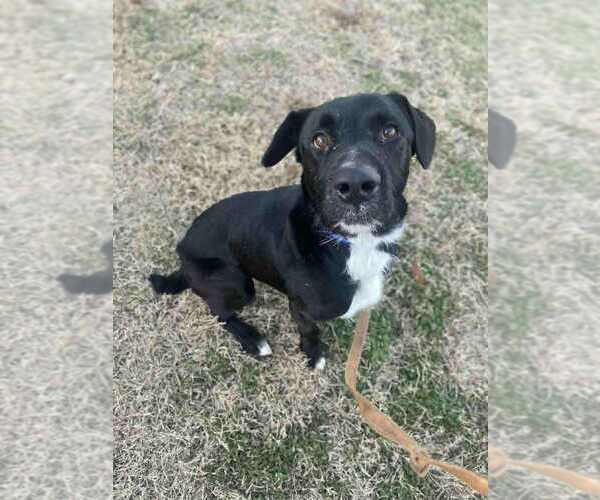 Medium Photo #7 Labrador Retriever Puppy For Sale in Evansville, IN, USA
