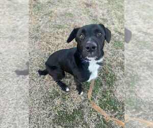 Cosmo - Male Labrador Retriever Dog for Adoption - Photo #7