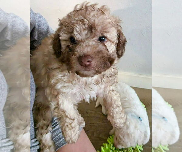 Medium Photo #2 Poodle (Miniature) Puppy For Sale in Corona, CA, USA