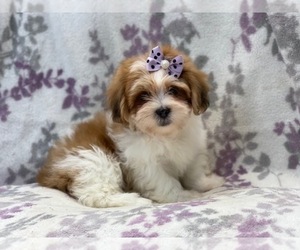 Lhasa Apso Puppy for sale in LAKELAND, FL, USA