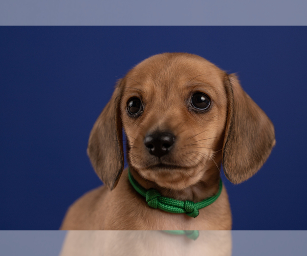 Medium Photo #23 Dachshund Puppy For Sale in CROWLEY, TX, USA