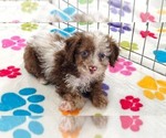 Small #9 Cockapoo (Toy)-Poodle (Toy) Mix