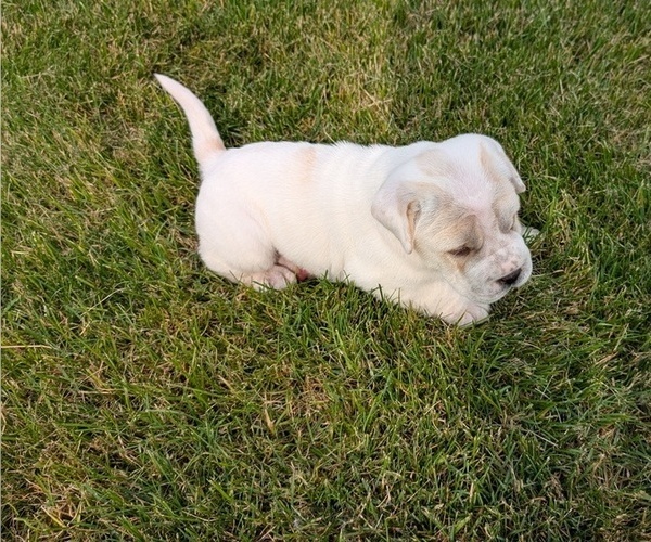 Medium Photo #12 Cocker-Pei Puppy For Sale in GOSHEN, IN, USA