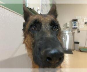 Medium German Shepherd Dog