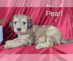 Small #1 Bernedoodle