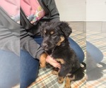 Puppy 4 Australian Shepherd-Miniature Australian Shepherd Mix
