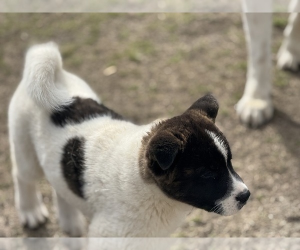 Medium Photo #5 Akita Puppy For Sale in ZEBULON, NC, USA