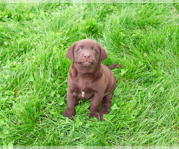 Medium Photo #3 Labrador Retriever Puppy For Sale in SYRACUSE, IN, USA