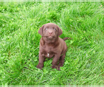 Small #2 Labrador Retriever