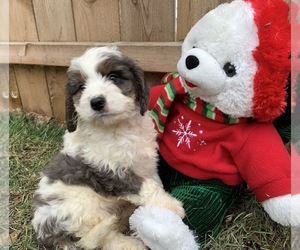 Miniature Bernedoodle Puppy for sale in GREENWD, IN, USA