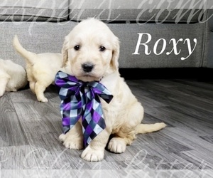 Goldendoodle Puppy for sale in CEDAR GAP, MO, USA