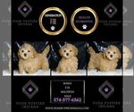 Small #1 Maltipoo