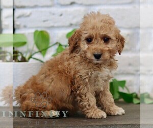 Goldendoodle (Miniature) Puppy for sale in NARVON, PA, USA