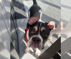 Stinkbug - Male Bulldog-Unknown Mix Dog for Adoption - Photo #6