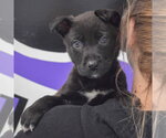 Small #4 Mutt