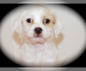 ShihPoo Puppy for sale in HAMMOND, IN, USA