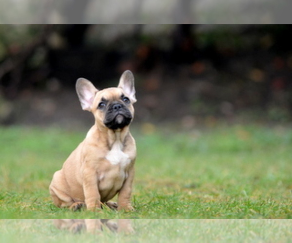 Medium Photo #21 French Bulldog Puppy For Sale in Kiskoros, Bacs-Kiskun, Hungary