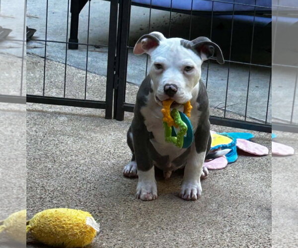 Medium Photo #2 American Staffordshire Terrier Puppy For Sale in Shreveport, LA, USA