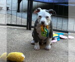 Small #1 American Staffordshire Terrier